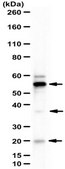 Anti-WWOX Antibody from rabbit, purified by affinity chromatography