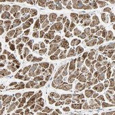 Anti-NNT antibody produced in rabbit Prestige Antibodies® Powered by Atlas Antibodies, affinity isolated antibody, buffered aqueous glycerol solution