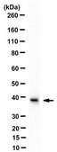 Sheep Anti-Mouse IgG Antibody, Species absorbed Antibody, HRP conjugate from sheep, peroxidase conjugate