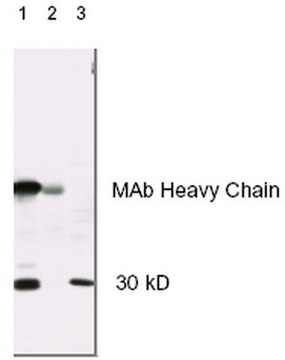 Anti-Calpain-1/2, Small Subunit Mouse mAb (28F3) liquid, clone 28F3, Calbiochem&#174;