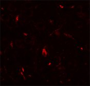 Anti-GRIP1 antibody produced in rabbit affinity isolated antibody