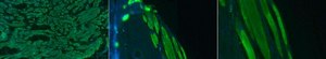 Anti-Actin Antibody, Alexa Fluor™ 488 Conjugate from rabbit, ALEXA FLUOR™ 488