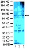 RIPAb+ Fragile X Mental Retardation Protein - RIP Validated Antibody and Primer Set from mouse