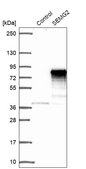 Anti-SEMG2 antibody produced in rabbit Prestige Antibodies® Powered by Atlas Antibodies, affinity isolated antibody, buffered aqueous glycerol solution