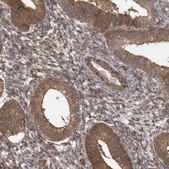 Anti-RAB3GAP2 antibody produced in rabbit Prestige Antibodies® Powered by Atlas Antibodies, affinity isolated antibody, buffered aqueous glycerol solution, Ab1