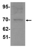 Anti-Anosmin Antibody from rabbit, purified by affinity chromatography