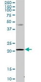 Anti-MRPS23 antibody produced in mouse IgG fraction of antiserum, buffered aqueous solution