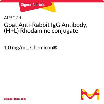 Goat Anti-Rabbit IgG Antibody, (H+L) Rhodamine conjugate 1.0&#160;mg/mL, Chemicon&#174;