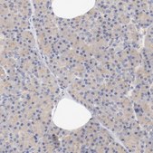 Anti-DYNC1H1 antibody produced in rabbit Prestige Antibodies® Powered by Atlas Antibodies, affinity isolated antibody, buffered aqueous glycerol solution
