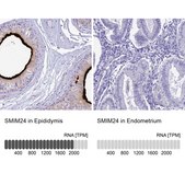 Anti-SMIM24 antibody produced in rabbit Prestige Antibodies® Powered by Atlas Antibodies, affinity isolated antibody, buffered aqueous glycerol solution