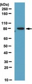 Anti-Vesicle protein sorting 35 (VPS35) Antibody from rabbit