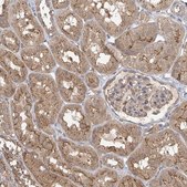 Anti-PLEKHA7 antibody produced in rabbit Prestige Antibodies® Powered by Atlas Antibodies, affinity isolated antibody, buffered aqueous glycerol solution
