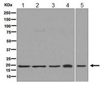 Anti-HMGN2, clone EPR7091, Rabbit Monoclonal Antibody clone EPR7091, from rabbit