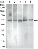 Anti-PAX3, clone 7D8G7 Antibody ascites fluid, clone 7D8G7, from mouse