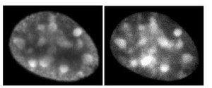 Anti-Histone H3.1 Antibody, clone 1D4F2 clone 1D4F2, 1 mg/mL, from rat