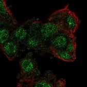 Anti-ZKSCAN2 antibody produced in rabbit Prestige Antibodies® Powered by Atlas Antibodies, affinity isolated antibody, buffered aqueous glycerol solution