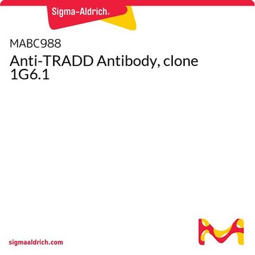 Anti-TRADD Antibody, clone 1G6.1