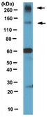 Anti-mGluR5 Antibody, clone N75/33 clone N75/33, from mouse
