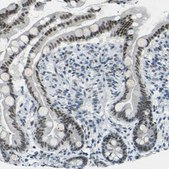 Anti-CEBPG antibody produced in rabbit Prestige Antibodies® Powered by Atlas Antibodies, affinity isolated antibody, buffered aqueous glycerol solution