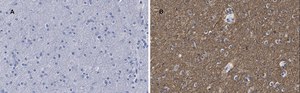 Anti-β-Tubulin III Antibody, clone 5H16, ZooMAb® Rabbit Monoclonal recombinant, expressed in HEK 293 cells