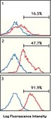 Anti-BCRP1 Antibody, clone 5D3 clone 5D3, Chemicon®, from mouse