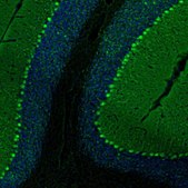 Anti-PCP4 antibody produced in rabbit Prestige Antibodies® Powered by Atlas Antibodies, affinity isolated antibody, buffered aqueous glycerol solution