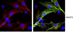 Anti-mTOR Antibody, clone 21D8.2 clone 2ID8.2, from mouse