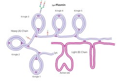 Plasmin from human plasma lyophilized powder, ≥2.0 units/mg protein