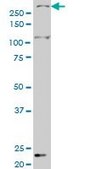 ANTI-SMG1 antibody produced in mouse clone 1C12, purified immunoglobulin, buffered aqueous solution