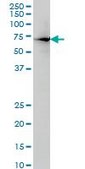 Monoclonal Anti-HNF4A antibody produced in mouse clone 1F12, purified immunoglobulin, buffered aqueous solution