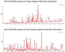 Calmodulin from bovine testes BioUltra, ≥98% (SDS-PAGE), lyophilized powder, essentially salt free