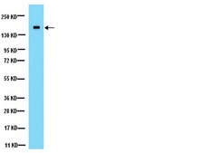 Anti-NMDAR2A Antibody Chemicon®, from rabbit