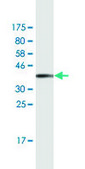 Monoclonal Anti-STK32B, (C-terminal) antibody produced in mouse clone 4A7, purified immunoglobulin, buffered aqueous solution