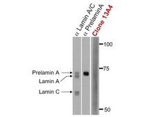 Anti-Progerin Antibody, clone 13A4 clone 13A4, Upstate®, from mouse