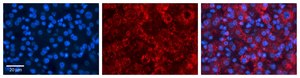 Anti-ACSL1 (AB1) antibody produced in rabbit affinity isolated antibody