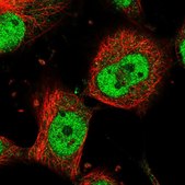 Anti-MAML1 antibody produced in rabbit Prestige Antibodies® Powered by Atlas Antibodies, affinity isolated antibody, buffered aqueous glycerol solution