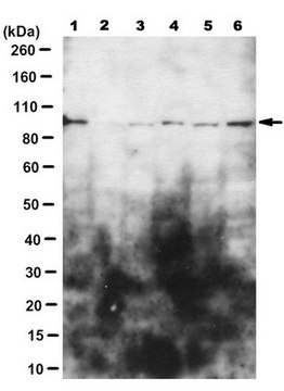 Anti-Lgr5 (GPR49) Antibody, clone 5G10.1 clone 5G10.1, from mouse