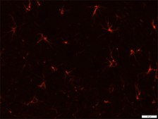 Anti-Glial Fibrillary Acidic Protein (GFAP)−Cy3™ antibody, Mouse monoclonal clone G-A-5, purified from hybridoma cell culture