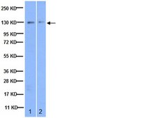 Anti-Integrin α3 Antibody serum, Chemicon®
