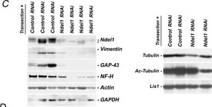 Anti-Actin Antibody, clone C4 ascites fluid, clone C4, Chemicon®