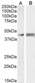Anti-CCM2 antibody produced in goat affinity isolated antibody, buffered aqueous solution