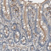 Anti-SEMA4C antibody produced in rabbit Prestige Antibodies® Powered by Atlas Antibodies, affinity isolated antibody, buffered aqueous glycerol solution
