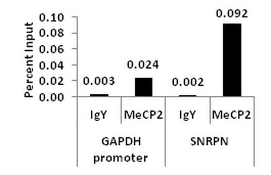 ChIPAb+ MeCP2 - ChIP Validated Antibody and Primer Set from chicken, purified by affinity chromatography