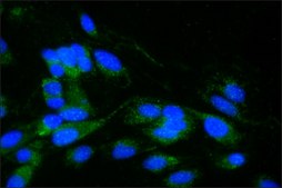 Anti-α-Synuclein antibody produced in rabbit IgG fraction of antiserum, buffered aqueous solution