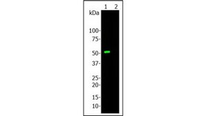 Anti-Cas9 Antibody, clone 6F7 clone 6F7, from mouse
