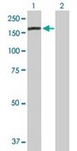 Anti-RAB6IP1 antibody produced in mouse purified immunoglobulin, buffered aqueous solution
