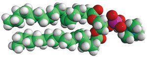 18:1 (Δ6-Cis) PC 1,2-dipetroselenoyl-sn-glycero-3-phosphocholine, chloroform