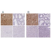 Anti-NECAB1 antibody produced in rabbit Prestige Antibodies® Powered by Atlas Antibodies, affinity isolated antibody, buffered aqueous glycerol solution