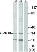 Anti-GPR18 antibody produced in rabbit affinity isolated antibody