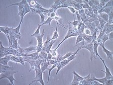 GT1-7 Mouse Hypothalamic GnRH Neuronal Cell Line GT1-7 cells can be used as an in vitro model of GnRH-secreting neurons of the hypothalamus.